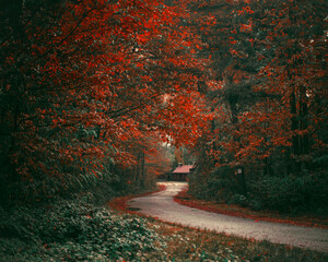road in autumn - obrazy, fototapety, plakaty
