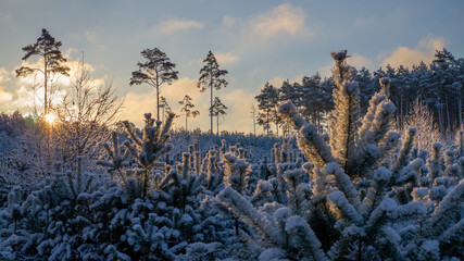 winter landscape over a young coniferous forest during sunrise
