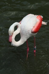 Phoenicopterus roseus, pink flamingo standing in the water