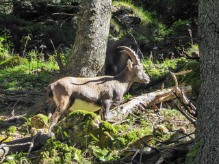 Close up view of wild mountain goat (alpine chamois) in idyllic forest. Scenic hiking trail to mountain peak Hochlantsch in Graz Highlands, Prealps East of the Mur, Styria, Austria. Rupicapra wildlife