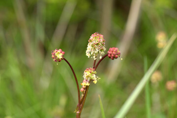 Kleiner Wiesenknopf, Pimpinelle 