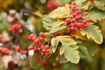 Rowan branch in the forest