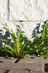 Dandelion leaves on paving slabs near a white wall