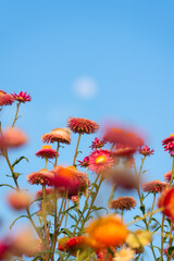Multicolored of Straw flower or Everlasting Daisy flower blooming in the garden and moon in blue sky on springtime