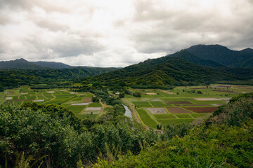 Fototapeta na wymiar Hanalei Valley with taro fields, Kauai, Hawaii
