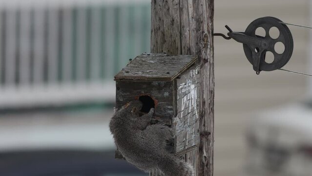 &Eacute;cureuil essayant d'entrer dans un nichoir &agrave; oiseaux