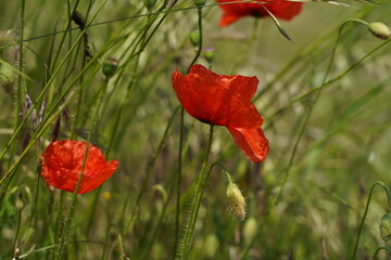 coquelicots