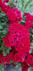violet red rose bloominmg hedge in armenia