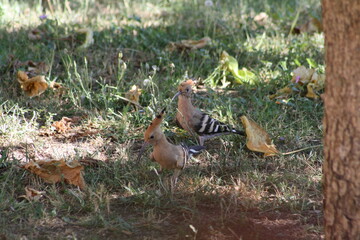 couple de geais hupp&eacute;s