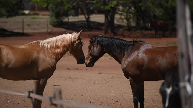 Chevaux, attitudes et portraits