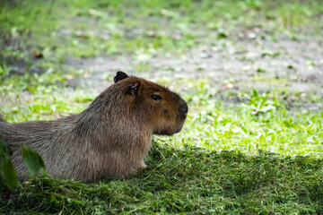 Naklejka na ściany i meble capybara resting in the grass