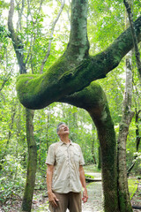 Biologist inspecting the crooked tree trunk of the Anigic Tree also known as the Floss silk that is...