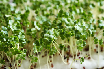 Homegrown broccoli sprouts or microgreens, close up - obrazy, fototapety, plakaty