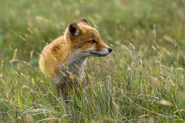 Fox in green gras