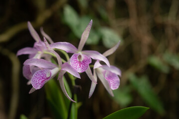 White and purple orchids on green leaves background. Purple Guaria orchid - 743959953