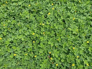 Green leaf of arachis pintoi is a type nuts that grow creeper above ground level. Beautiful, cute...