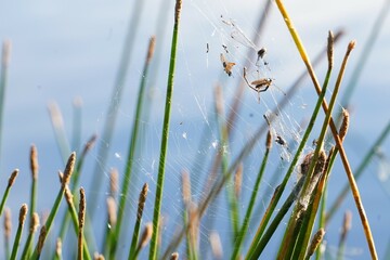 toile d'araign&eacute;e emprisonnant insectes