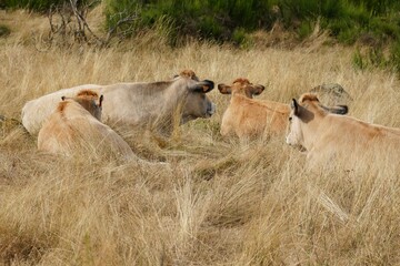 troupeau de vaches couch&eacute;e dans l'herbe &agrave; l'abri du vent