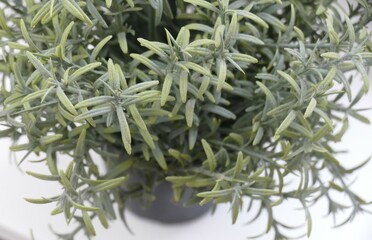 Green herb plant on white background