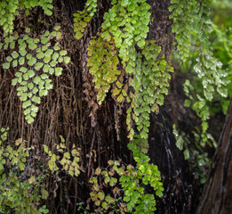 Green leaves in the rain