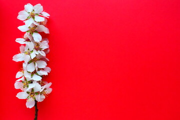 White flowers of bird cherry on a red background. Copy space for text. Bright card for the holiday or invitation. Spring time.