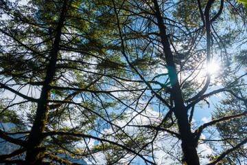 Green Forest Landscape of Taplejung Nepal seen during Kanchenjunga Base Camp Trek in the Himalayas