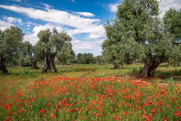 Paesaggio Sud Italia