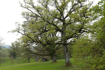 Fototapeta na wymiar Eichenbäume