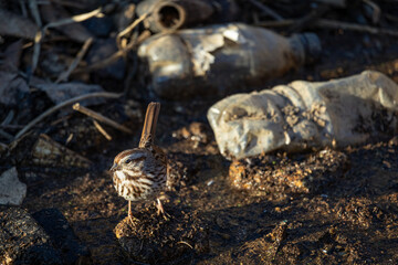 Finch Exploring on a Sunny Day