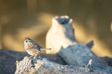 Finch on a Tree Branch on a Sunny Day