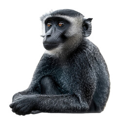 A monkey facing camera on a transparent background. PNG format, This PNG file, with an isolated cutout object on a transparent background. - obrazy, fototapety, plakaty