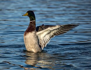 duck flapping its wings in water (prospect park lake brooklyn new york)