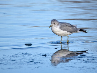 seagull standing on ice floe in prospect park lake (brooklyn new york public park) reflection of bird in winter (looking lonely)