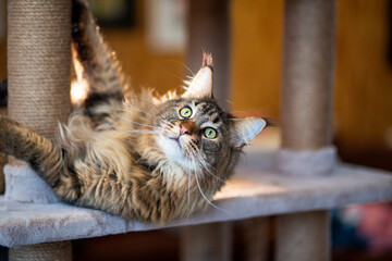 Portrait of a cute gray tabby Maine Coon kitten on a play stand