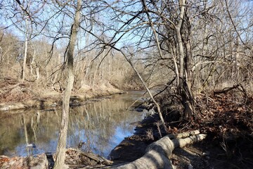 The creek in the forest on a sunny day.