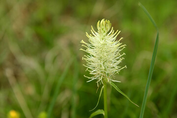 Ährige Teufelskralle, Weisse Teufelskralle