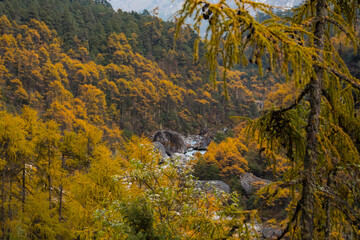 Fototapeta premium Autumn Forest and Himalayan Mountain River in Kanchenjunga, Taplejung, Nepal