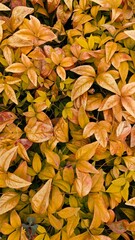 autumn leaves background