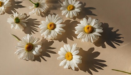 elegant aesthetic chamomile daisy flowers pattern with sunlight shadows on neutral beige background with copy space