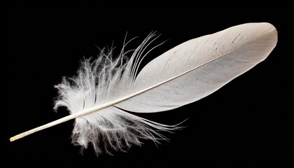 single white feather isolated on black background swan feather