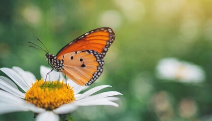 Fototapeta na wymiar view of orange butterfly on white flower with green nature blurred background with copy space using as background insect natural ecology fresh cover page concept