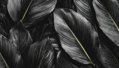 textures of abstract black leaves for tropical leaf background flat lay dark nature concept tropical leaf digital