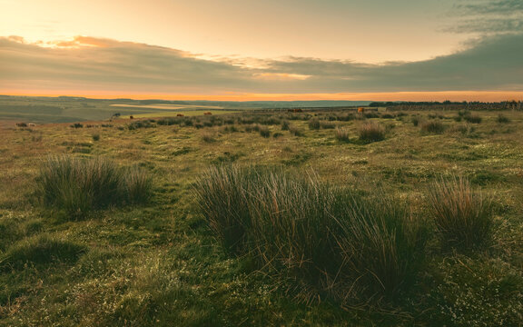 North York Moors with cattle and cotton grasses at daybreak near Levisham, Yorkshire, UK.