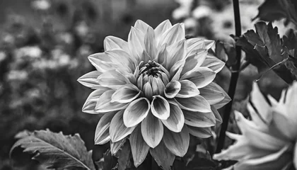 Türaufkleber black and white photography of flower dahlia © RichieS