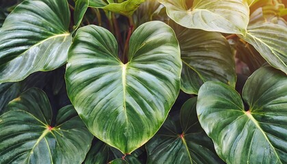 heart shaped dark green leaves of philodendron lemerald greenr tropical foliage plant bush - Powered by Adobe
