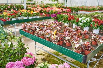 Interior of a greenhouse where large racks are arranged with different types of colorful floral plants. Buying at a garden center.