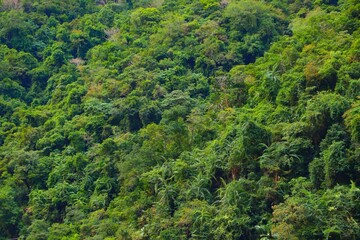 Fototapeta na wymiar Green jungle background in Taiwan