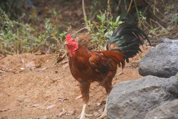Back of colorful free range male rooster isolated on white background