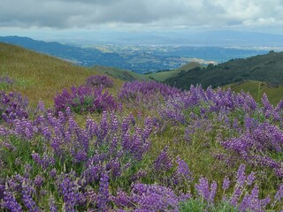 Obraz premium Purple flowers of blooming Lupines in the East Bay Hills of Northern California