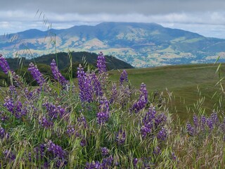 Mt Diablo views and Silver Lupine blooms in the hills of Northern California